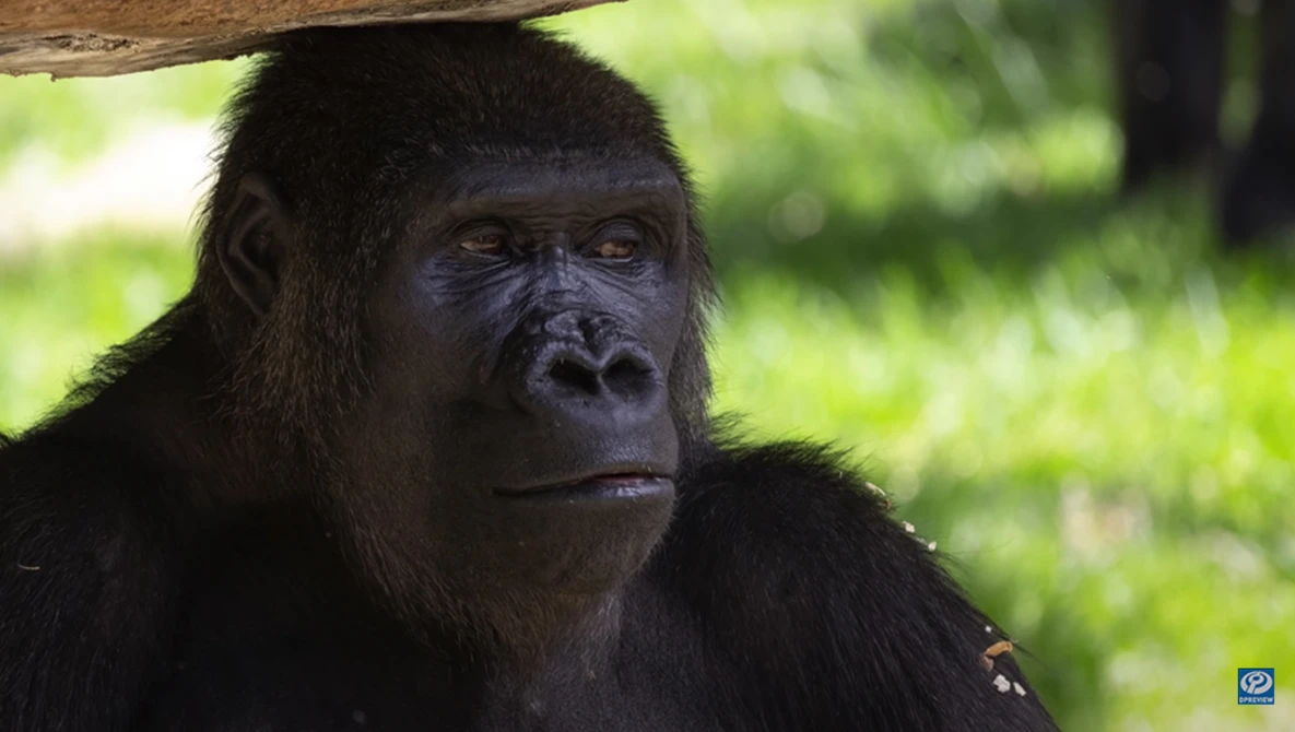 Watch The best first lens for wildlife? Canon RF 600mm F11 Review on YouTube.