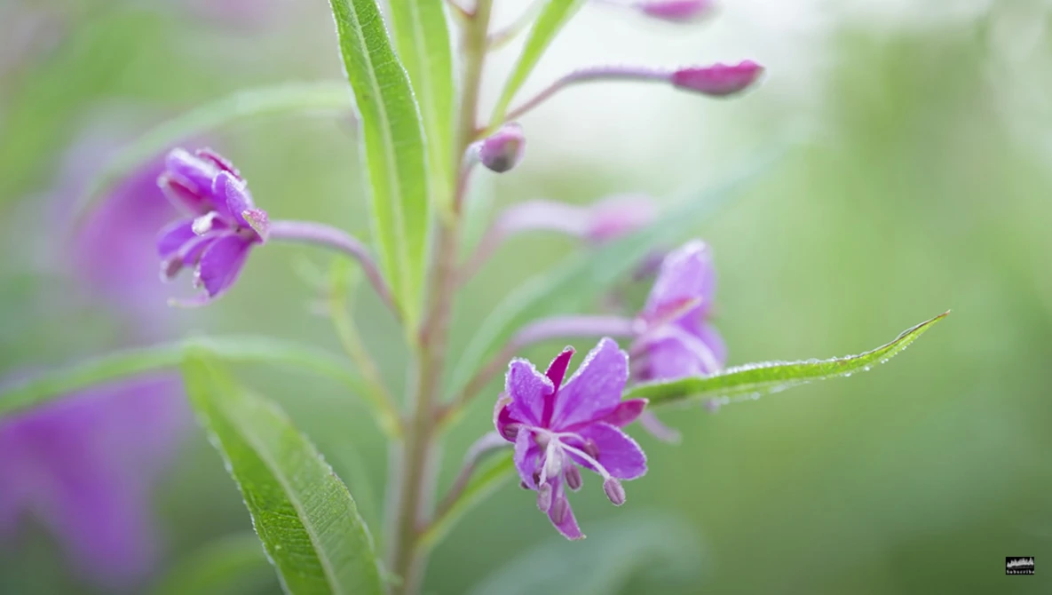 Purple flowers with green stems and foliage in soft focus background with water droplets.