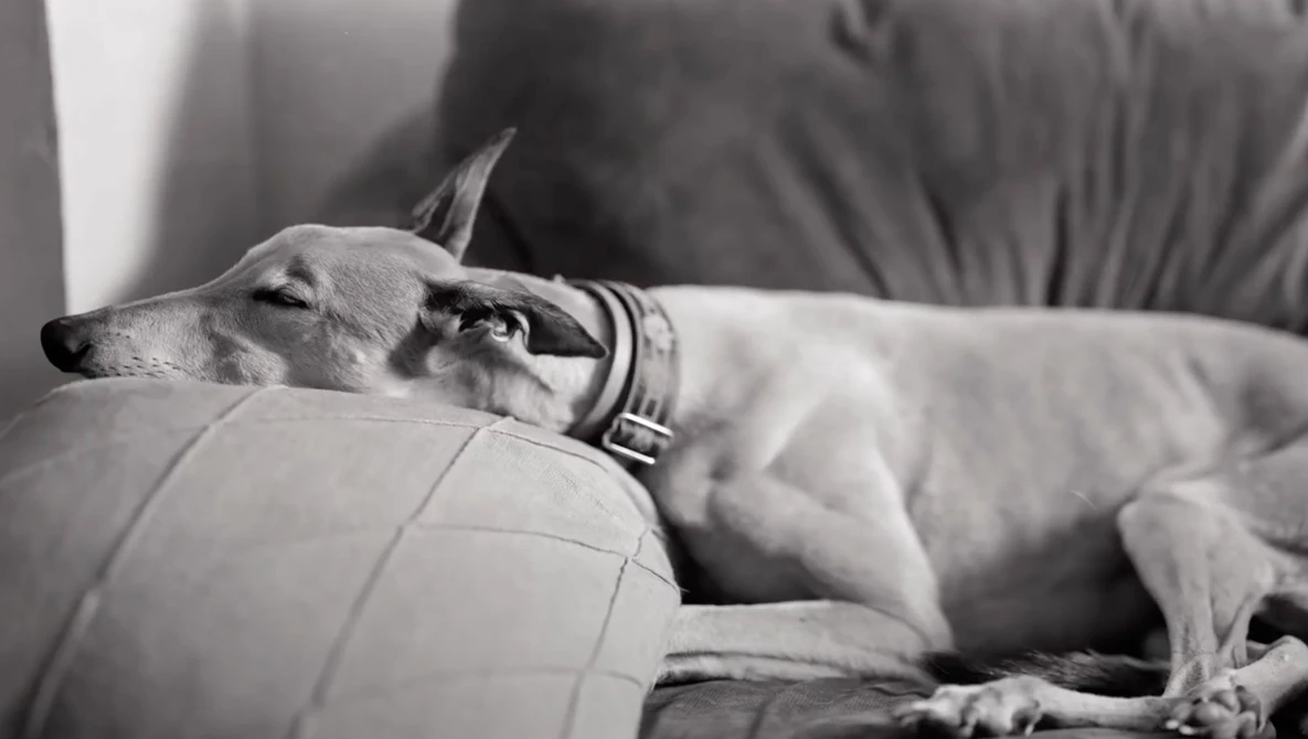 Watch Depth of Field with Large Format Photography - Large Format Friday on YouTube.