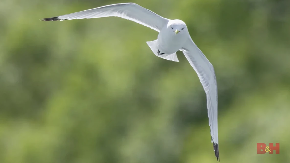 White seabird in flight against blurred green background, wings extended in banking maneuver.