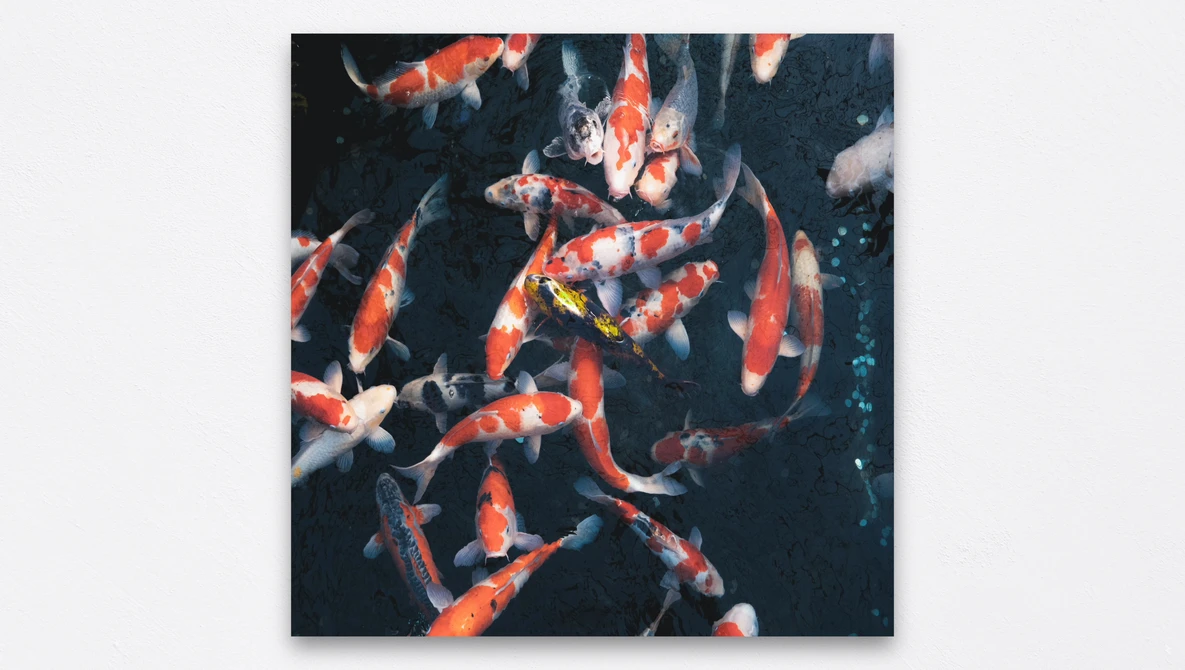 Red and white koi fish swimming together in dark water with scattered light particles.