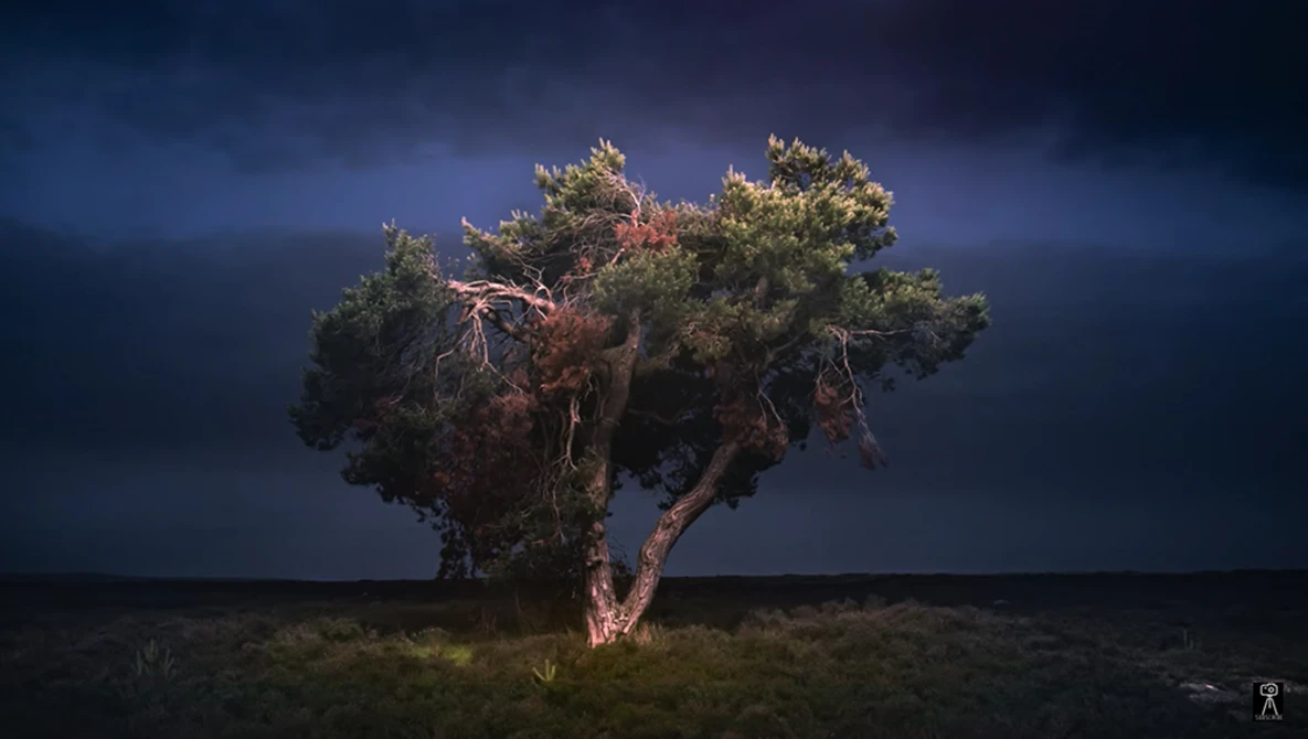 Solitary tree illuminated by dramatic spotlight against stormy twilight sky and dark landscape.