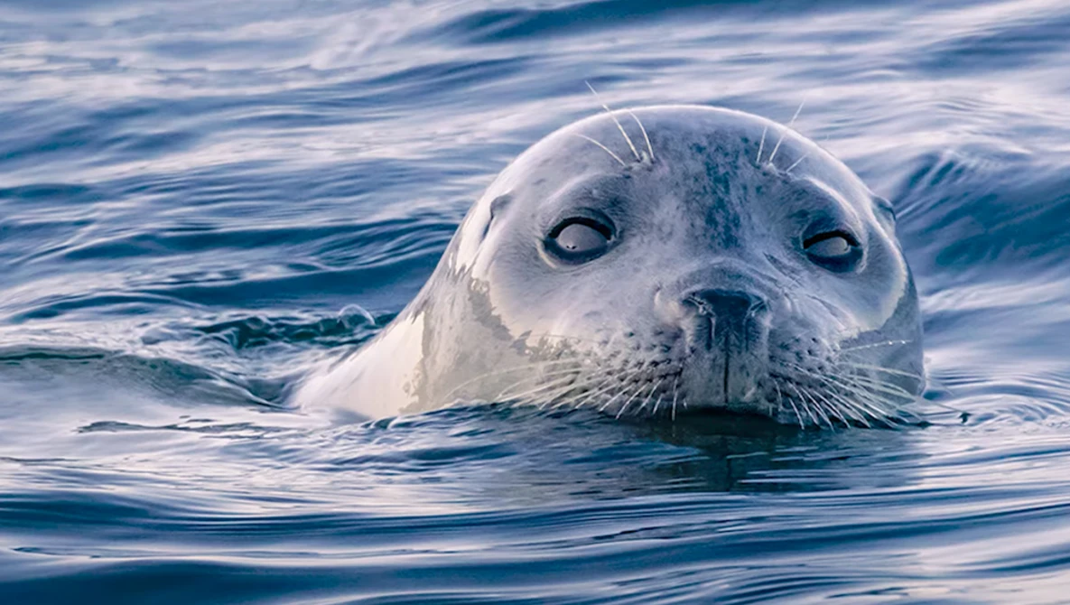 Harp seal pup's head surfaces in calm blue water, gazing directly at camera.