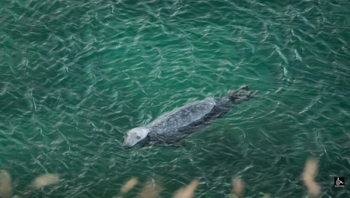 Gray seal swimming near the surface of clear turquoise water.