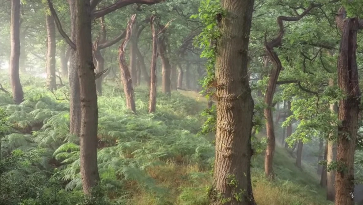 Misty forest path lined with tall mature trees and dense undergrowth on both sides.