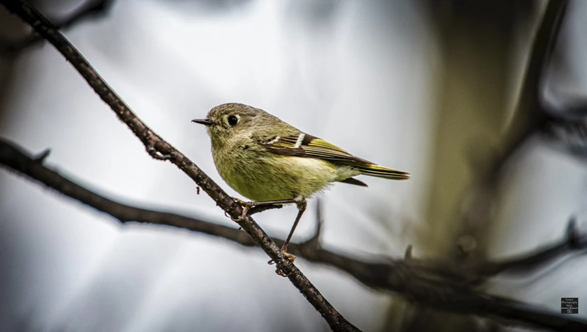 Small yellow-green warbler perched on a dark branch against a blurred gray and white background.