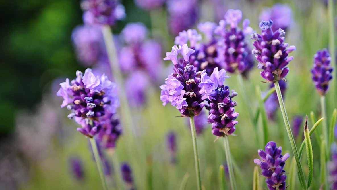 Purple lavender flowers in selective focus with soft green background blur.