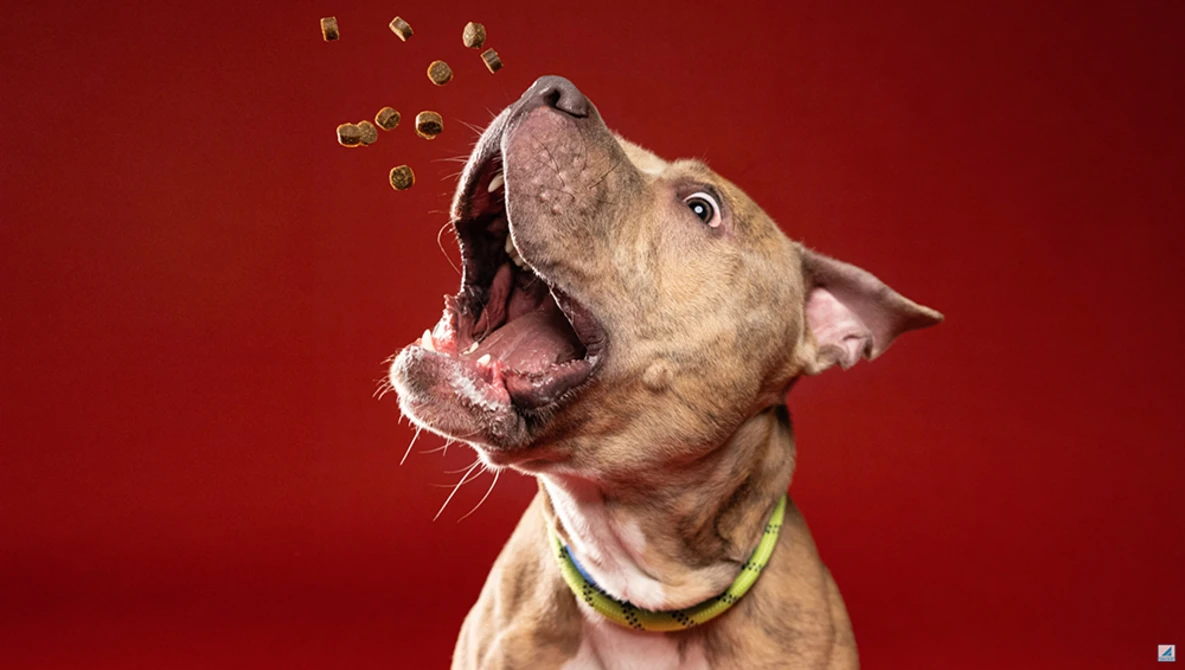 Brown dog with mouth wide open, catching kibble against a red background.