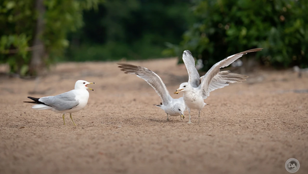 Three white gulls on sandy beach, one stationary on left, two in flight with wings spread on right.
