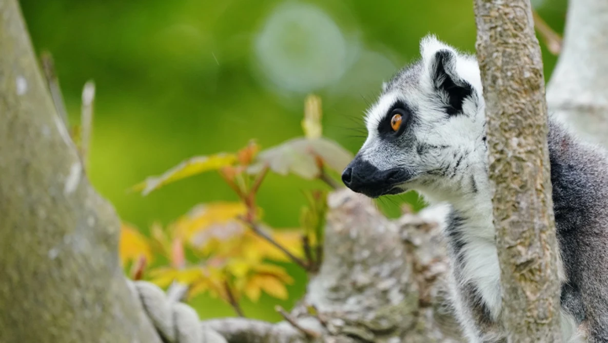 Ring-tailed lemur clinging to a tree branch with blurred green foliage in the background.