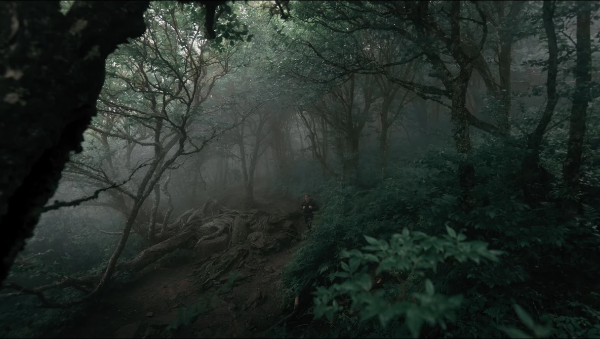 Misty forest path lined with bare and leafy trees creating depth through fog.