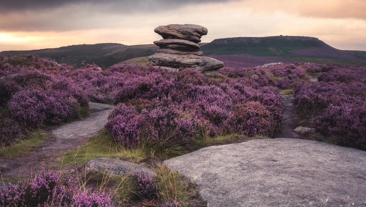 Balanced rock formation rising above blooming heather moorland at sunset.