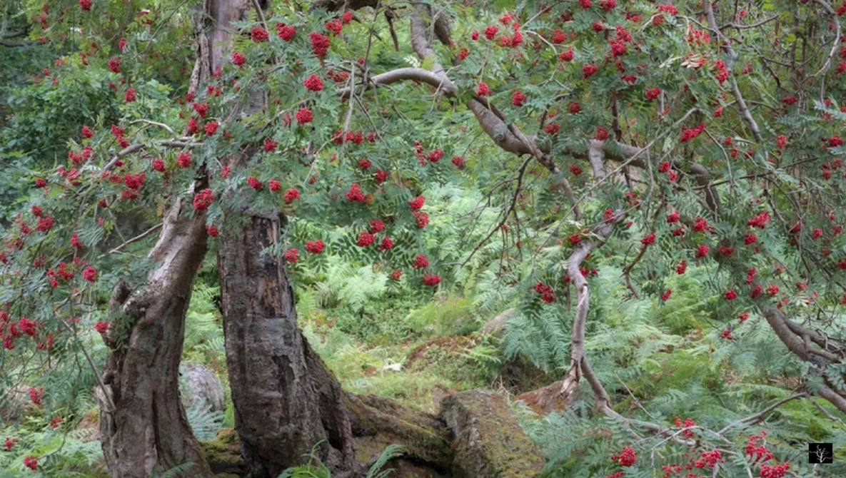 Gnarled trees laden with bright red berries in a misty forest understory.