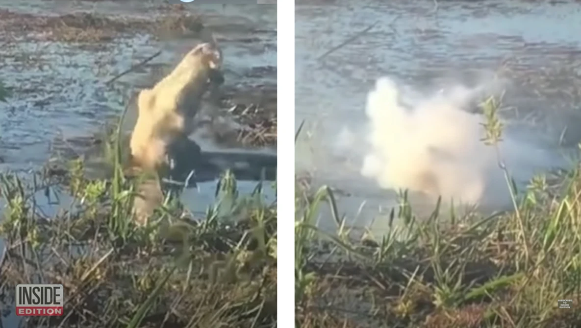 Capybara diving into water creating a large splash on the right side of a two-panel comparison.