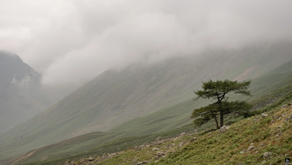 Solitary conifer tree on misty mountainside with low-lying clouds and green slopes.
