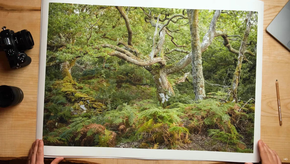 Dense forest floor with moss-covered ground, gnarled tree trunks, and lush green canopy overhead.
