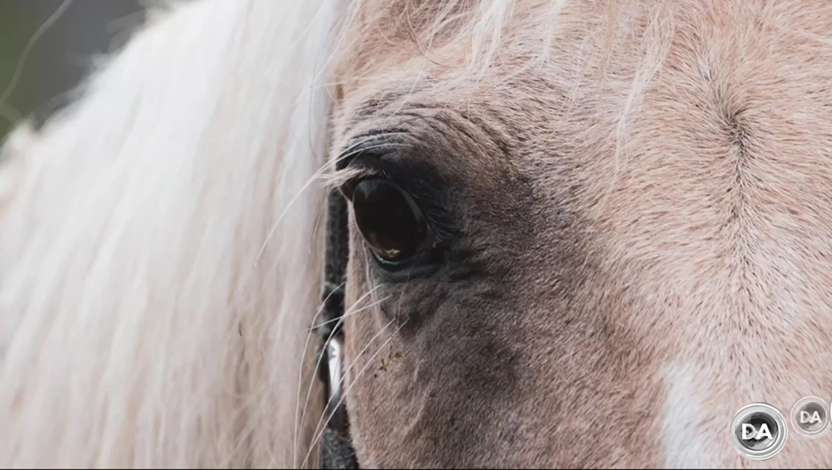 Close-up of a gray horse's eye and forelock with soft, side lighting.