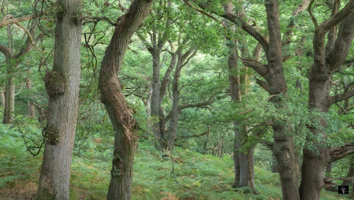 Dense forest with mature deciduous trees creating a canopy of green foliage and dappled light filtering through the leaves.
