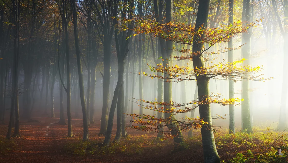 Misty forest path lined with tall trees and golden autumn foliage backlit by bright sunlight.