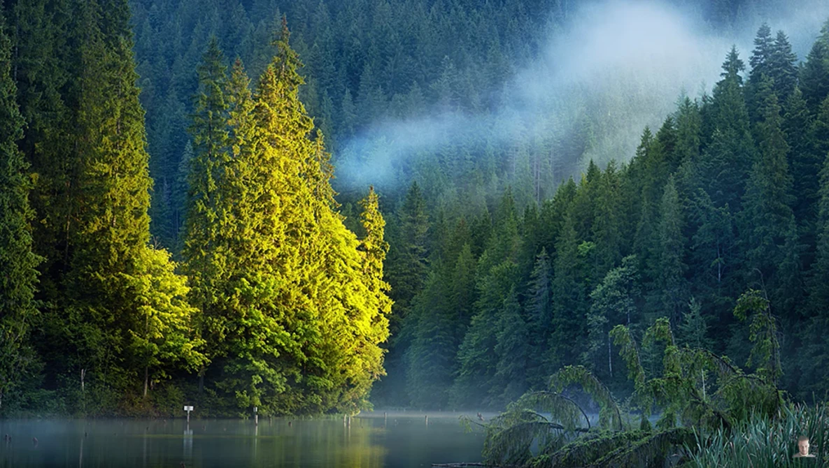 Misty forest landscape with golden-lit trees reflected in still water at dawn or dusk.