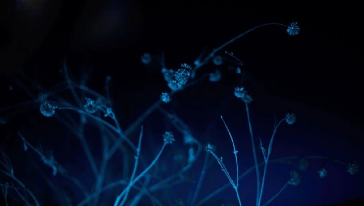 Illustration of luminescent branching particles and network nodes against a dark blue background.