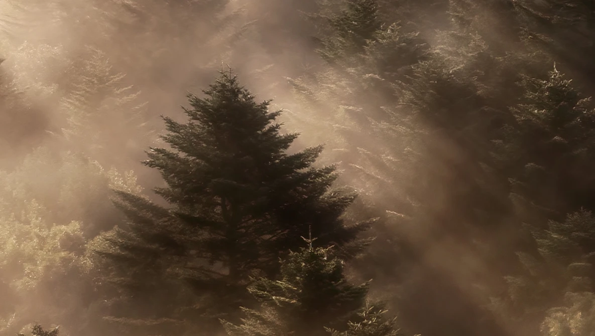Coniferous trees shrouded in dense fog with golden-brown atmospheric haze filtering sunlight through the mist.