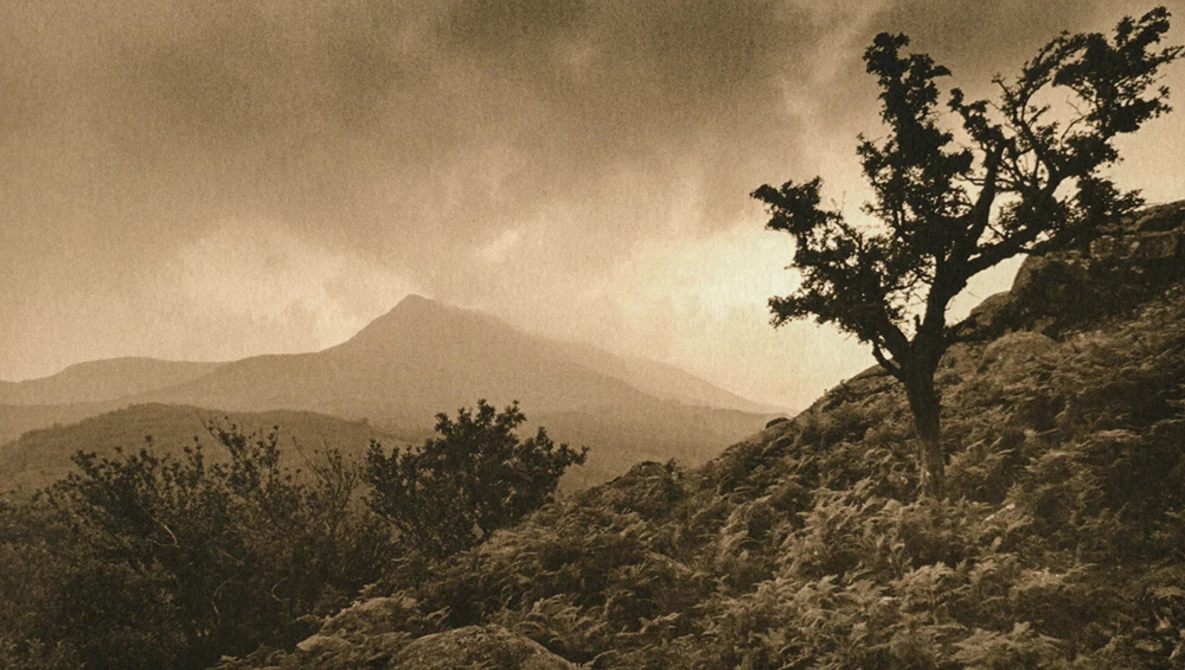 Solitary gnarled tree on rocky hillside with distant mountain peak under overcast sky.
