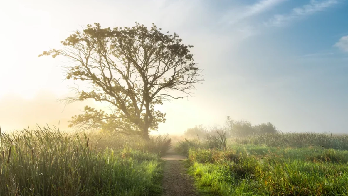 Solitary tree silhouetted against morning sun in agricultural field with dirt path.