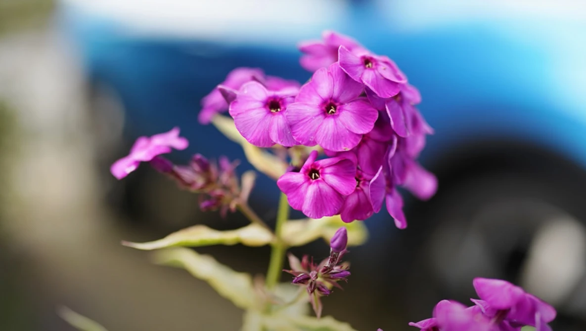 Vibrant magenta phlox flowers in sharp focus with blurred blue background.