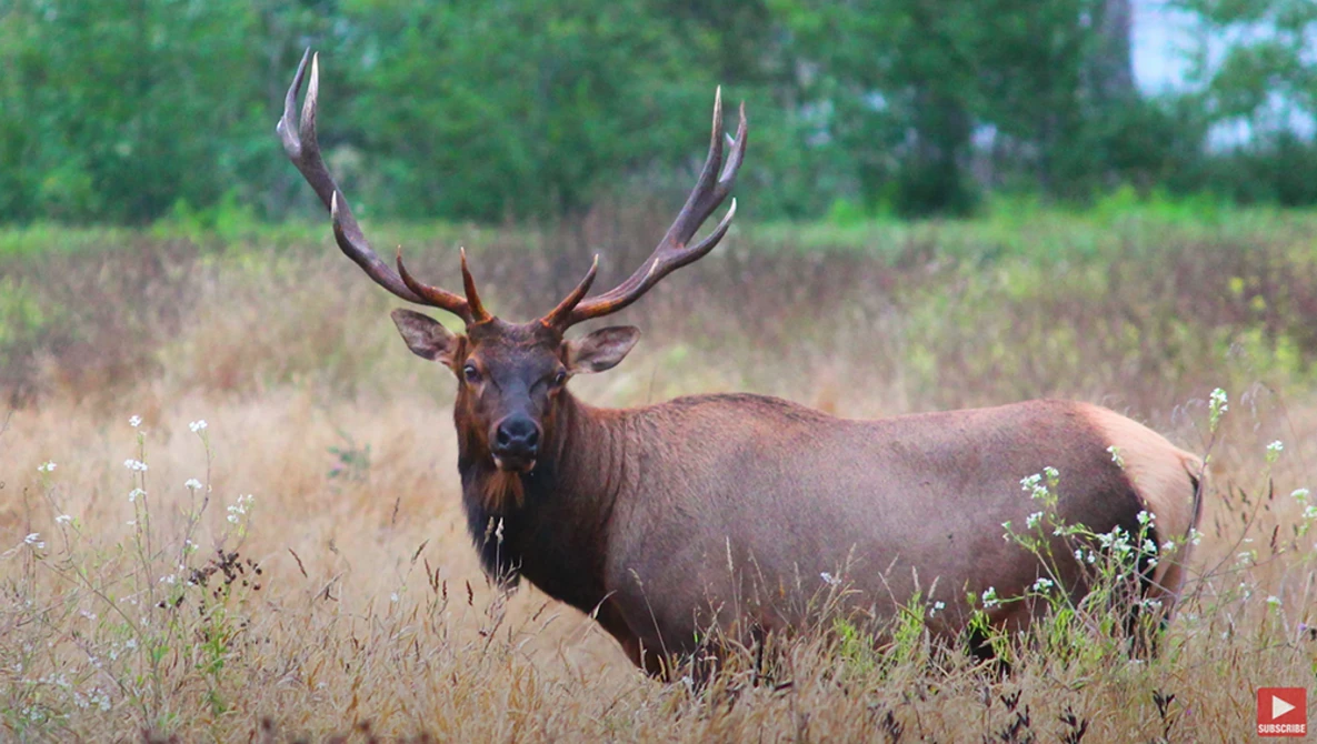 Large bull elk with dark brown coat standing in dried grass meadow with trees behind.