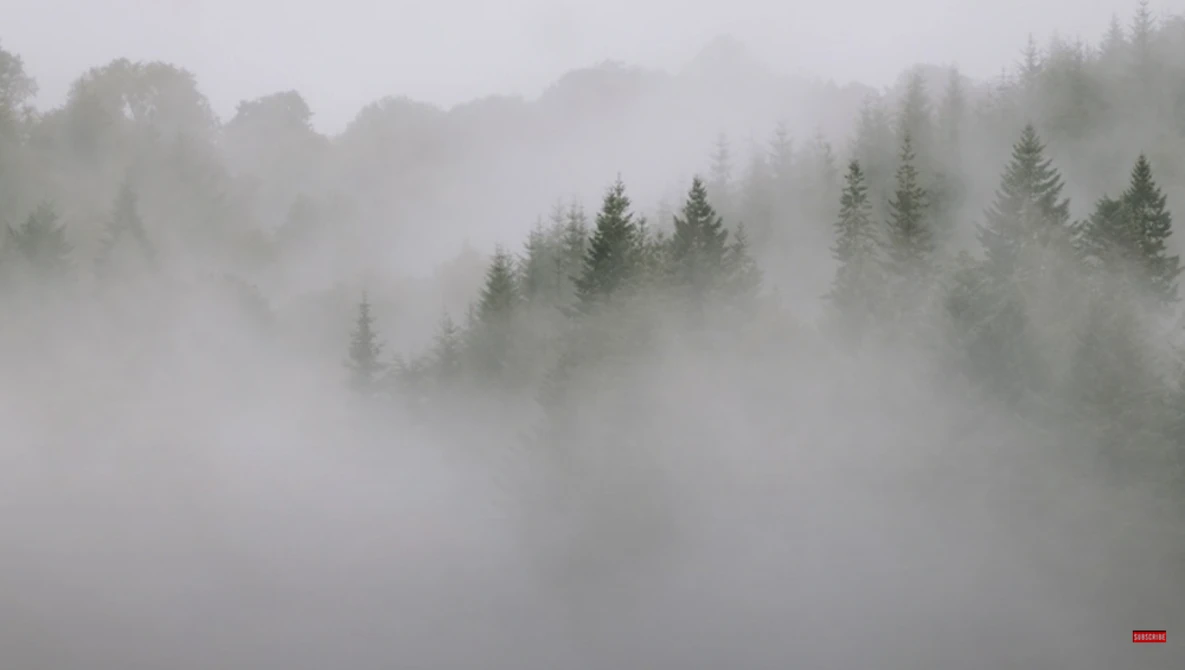 Dense fog obscures a forested landscape with evergreen trees emerging from heavy mist.