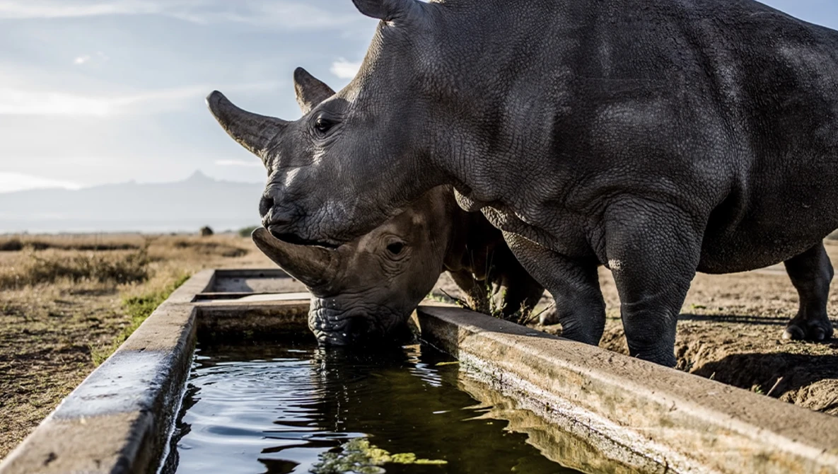 Black rhinoceros drinking from a concrete water trough in an arid savanna landscape.