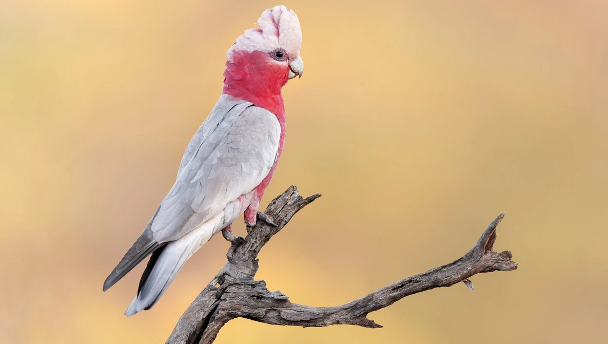 Galah cockatoo perched on a bare branch against a warm, blurred yellow-gold background.