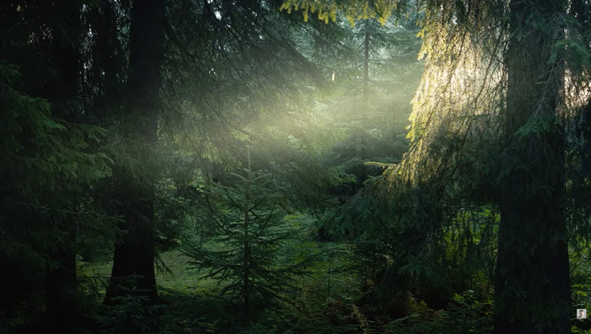 Dense forest interior with towering evergreen trees filtered by diffused sunlight streaming through the canopy.
