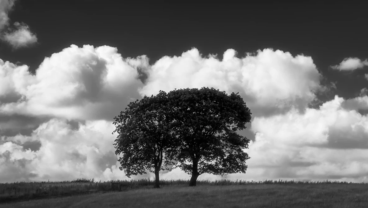 Two solitary trees with dense foliage stand in an open field beneath a dramatic cloudy sky.