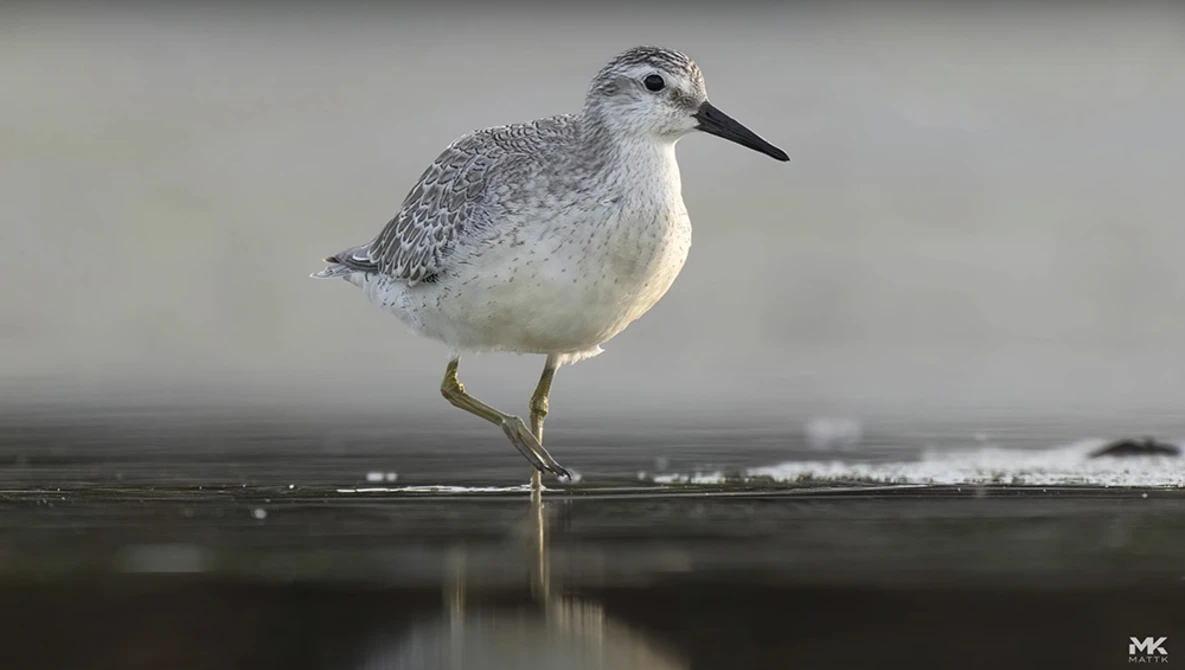 Small shorebird with gray mottled plumage and white underside standing in shallow water.