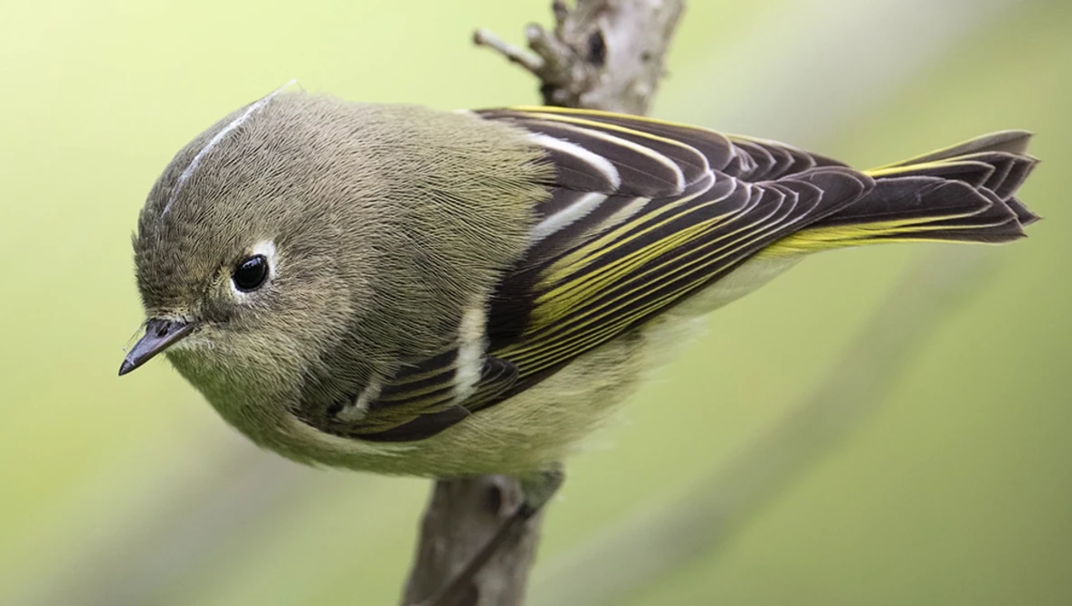 Small songbird with olive-green plumage and black wings with yellow markings perched on a twig.
