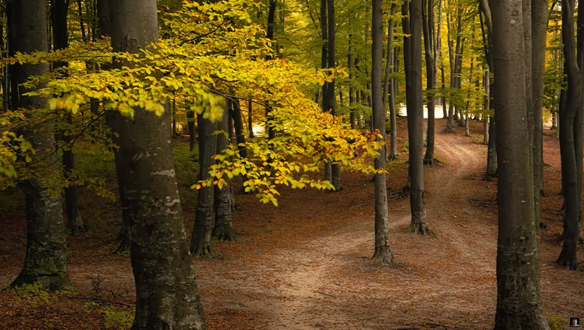 Forest path lined with tall trees, their canopies glowing golden yellow in autumn light.