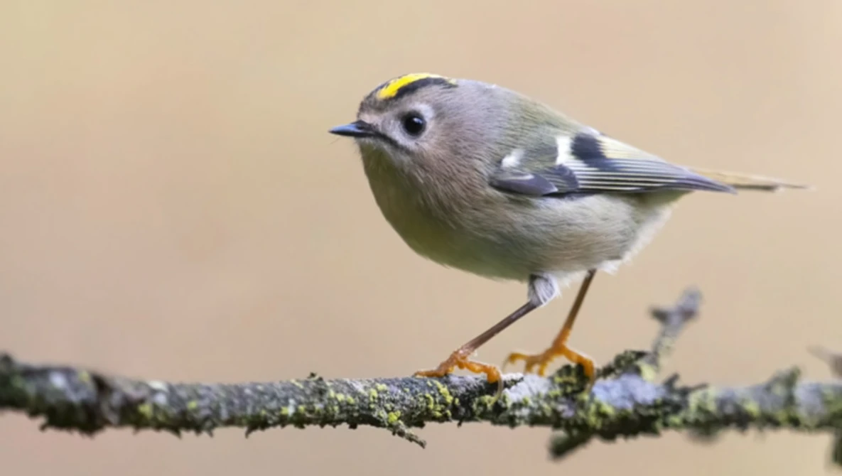 Small bird with gray plumage and yellow head marking perched on a lichen-covered branch.