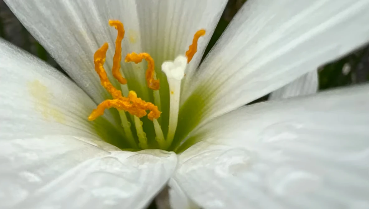 White flower with orange stamens and green center details, photographed with water droplets on petals.