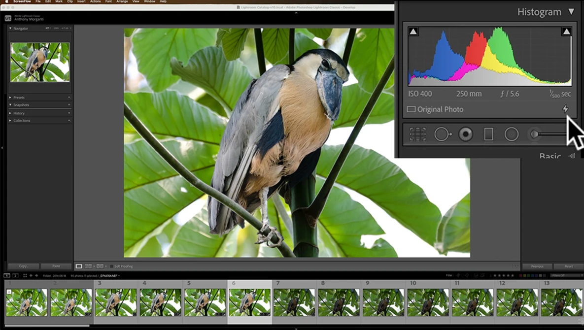 Screenshot of Lightroom Classic showing a blue-and-rust-colored bird perched on a branch surrounded by green foliage.