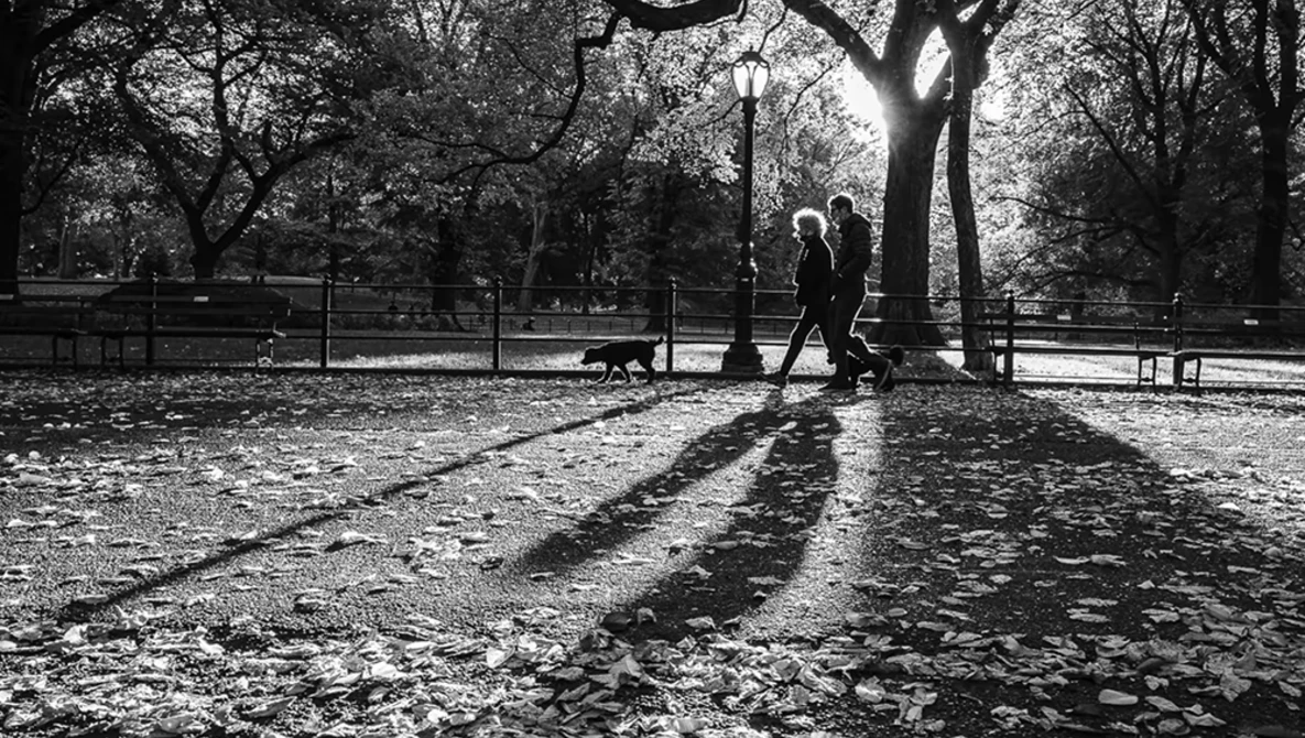 Two figures walking beneath bare trees in a park, their long shadows cast across fallen leaves in black and white.
