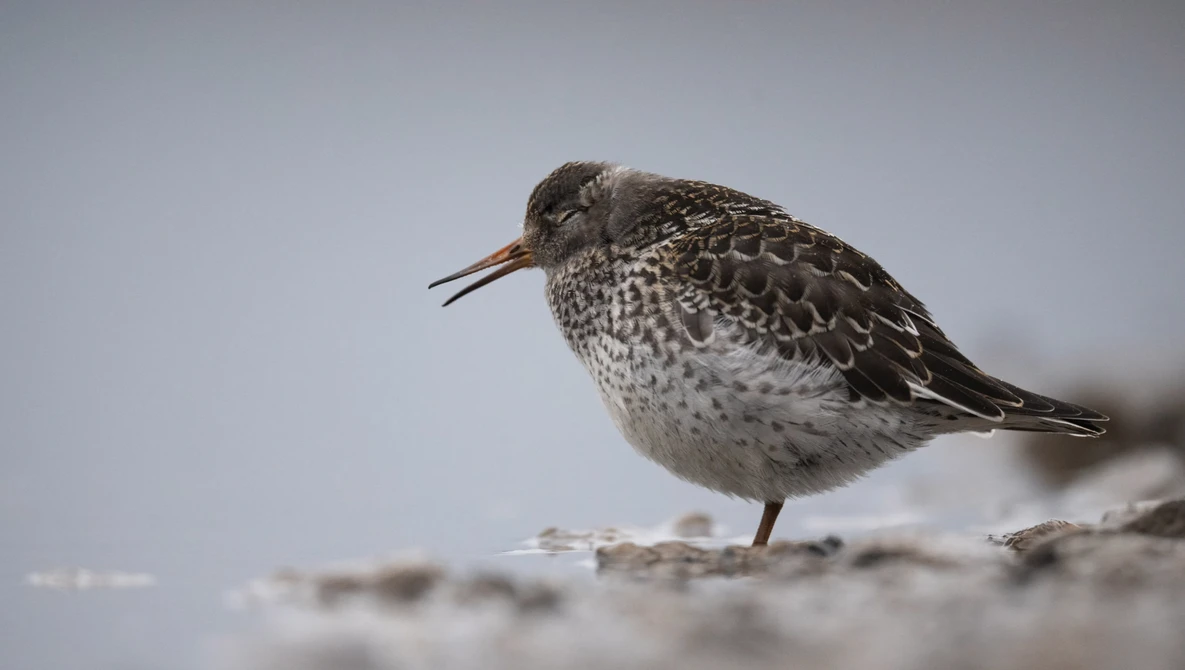 Small shorebird with mottled brown plumage standing on sandy ground against overcast sky.