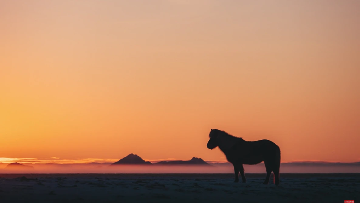 Silhouetted horse standing in profile on a beach at sunset, with two distant rocky islands on the horizon.