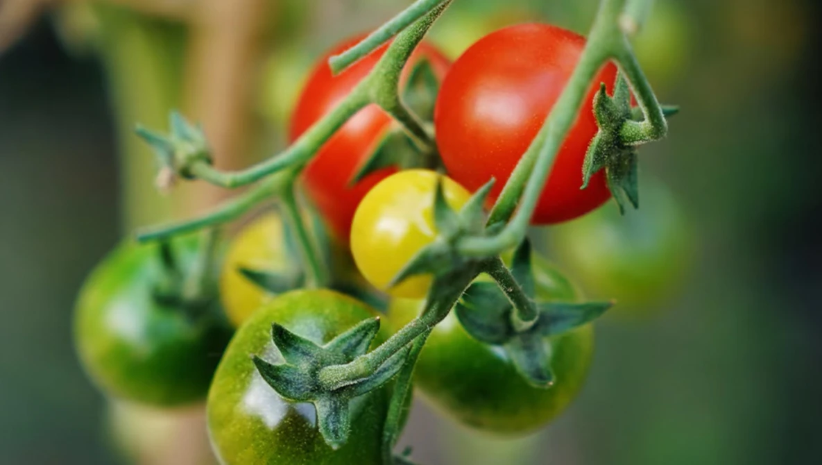 Tomato plant branch showing fruit at various stages of ripeness, from green to yellow to red.