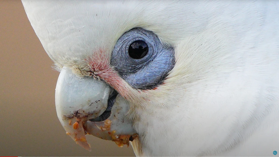 Close-up of a white cockatoo's head showing its pale blue eye, curved beak, and pink feathers near the eye.