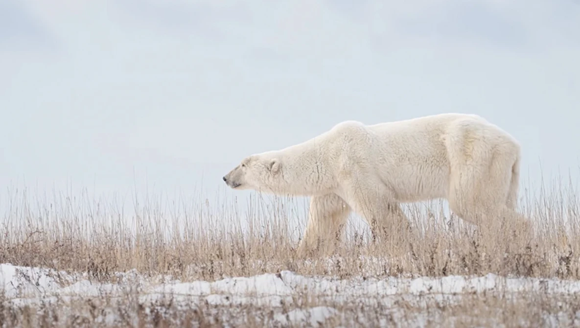 Polar bear walking through snow and dried grass in an Arctic landscape.
