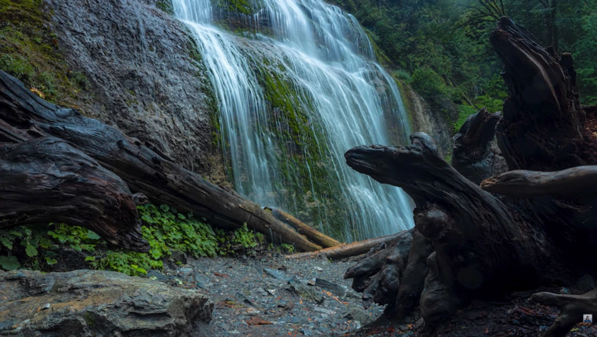 Cascading waterfall flowing over moss-covered rock face with fallen logs in foreground and dense forest backdrop.