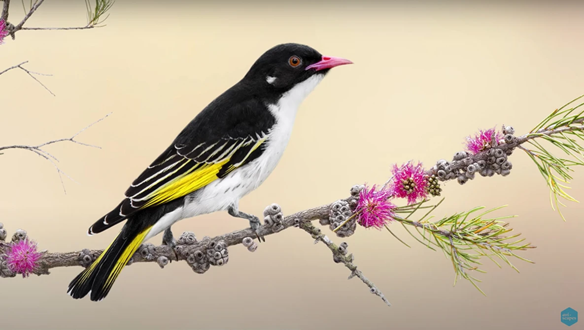 Illustration of a black bird with yellow wing markings perched on a flowering branch against a pale background.