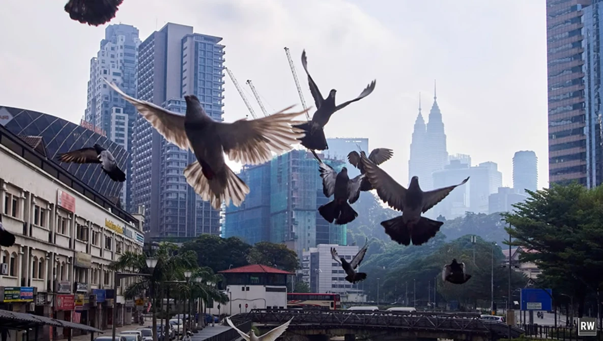 Multiple birds in flight above an urban street with skyscrapers and the Chrysler Building in the background.
